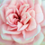 Rose - Rosiers miniatures - Blush Parade®